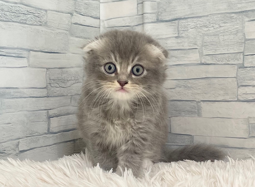 神奈川県のハーフ猫・ミックス猫 (かねだいペットトライアル相模原/2025年4月26日生まれ/男の子/ブルータビーホワイト)の子猫