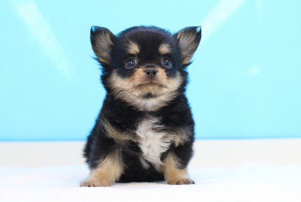 埼玉県のチワワ(ロング) (かねだい草加店/2025年3月27日生まれ/男の子/ブラックタン)の子犬