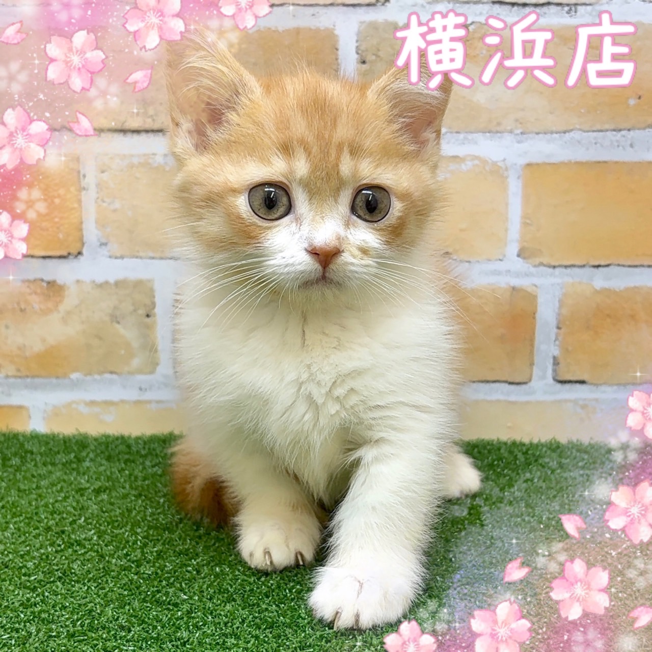 神奈川県のマンチカン (かねだい横浜店/2025年4月6日生まれ/男の子/レッドタビーホワイト)の子猫