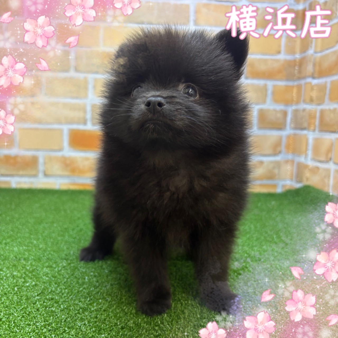 神奈川県のポメラニアン (かねだい横浜店/2025年3月29日生まれ/女の子/ブラック)の子犬
