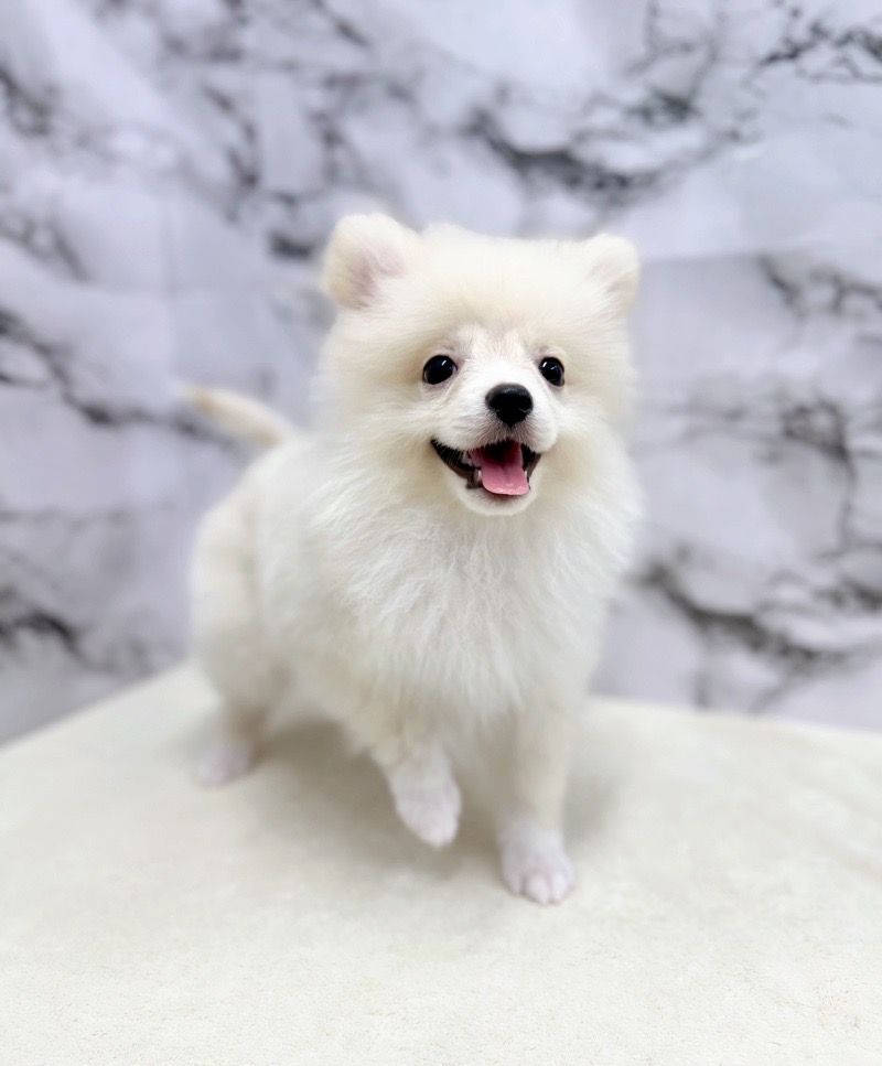 神奈川県のポメラニアン (かねだい東戸塚店/2025年3月2日生まれ/男の子/クリーム)の子犬