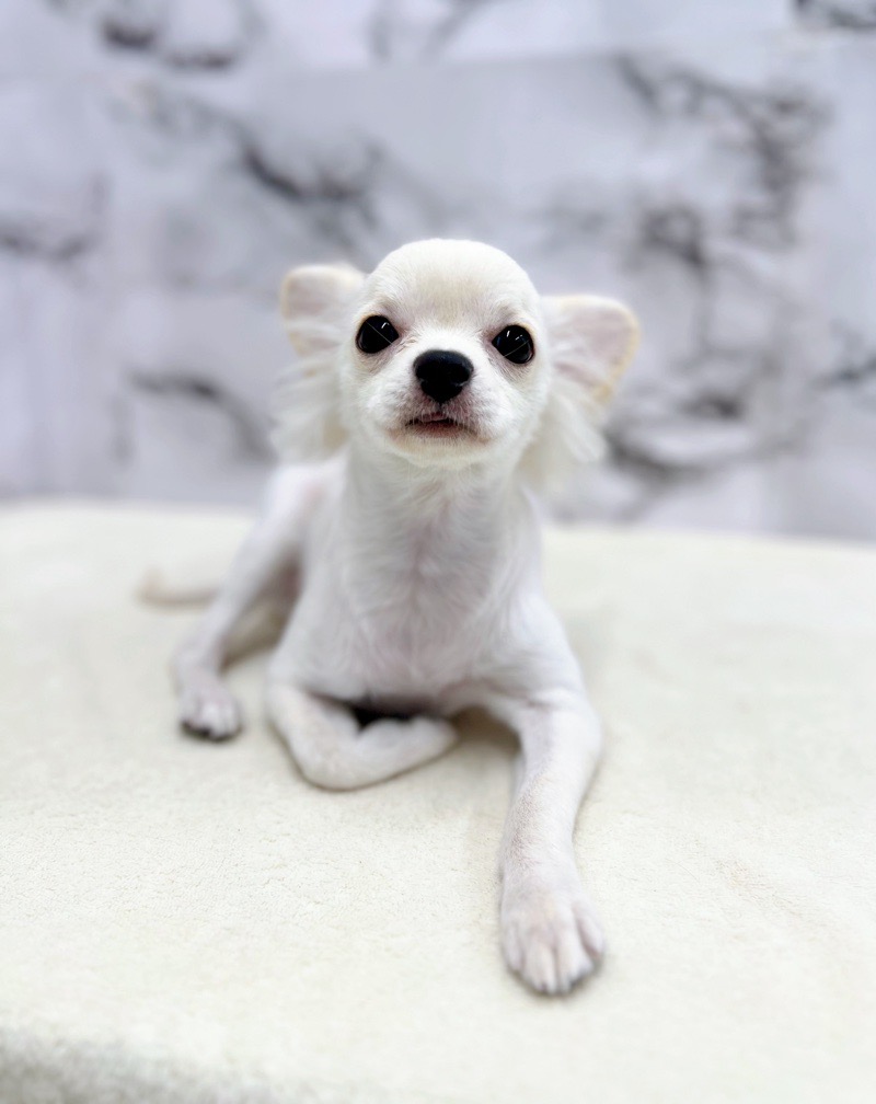 価格の安い◾️犬MIX【父：Lチワワ2kg×母：ペキニーズ5kg】♀【6