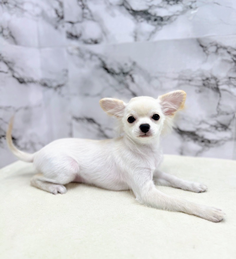 yqyさん　成犬 2匹のキツネ🦊🧡 とっても気に入ってて離さない笑