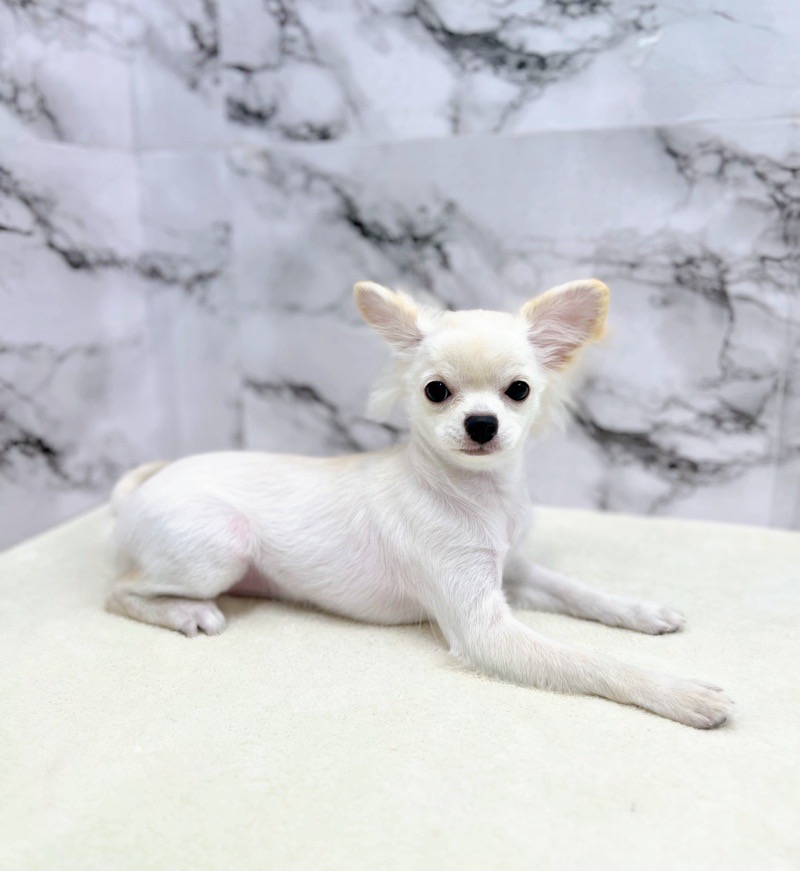 価格の安い◾️犬MIX【父：Lチワワ2kg×母：ペキニーズ5kg】♀【6