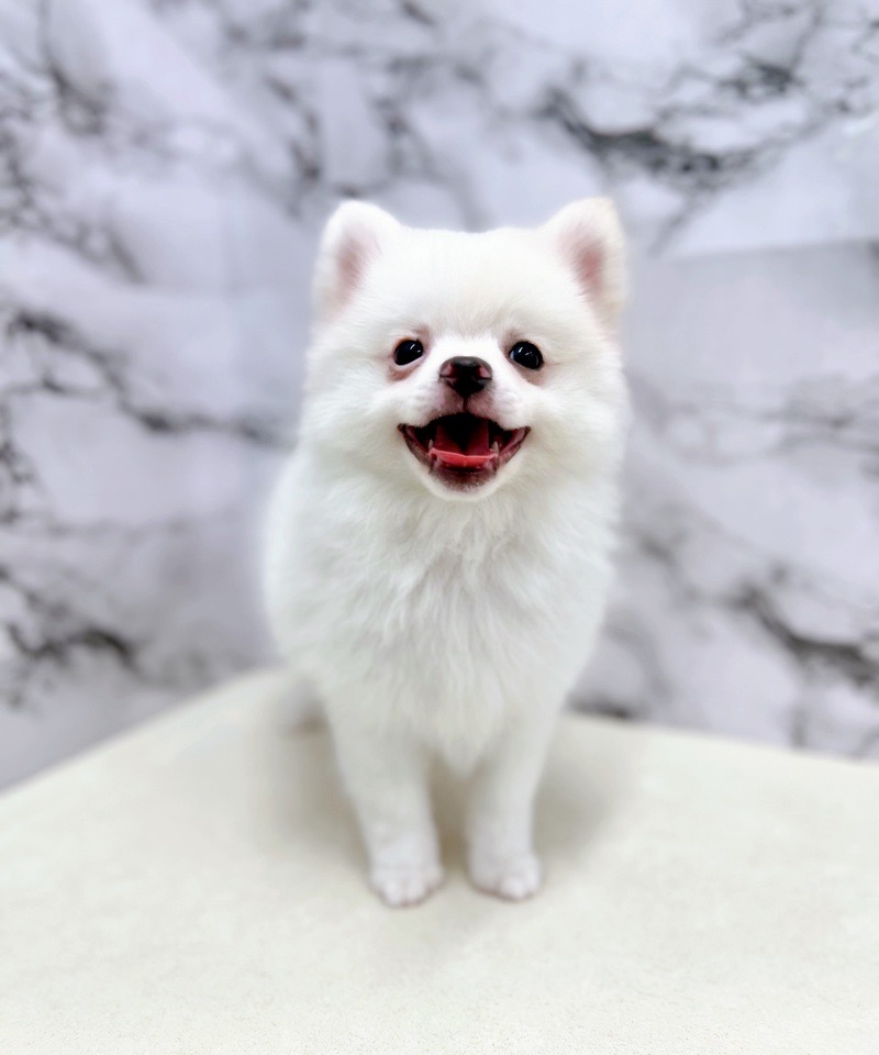 神奈川県のハーフ犬・ミックス犬 (かねだい東戸塚店/2025年3月22日生まれ/男の子/クリーム)の子犬