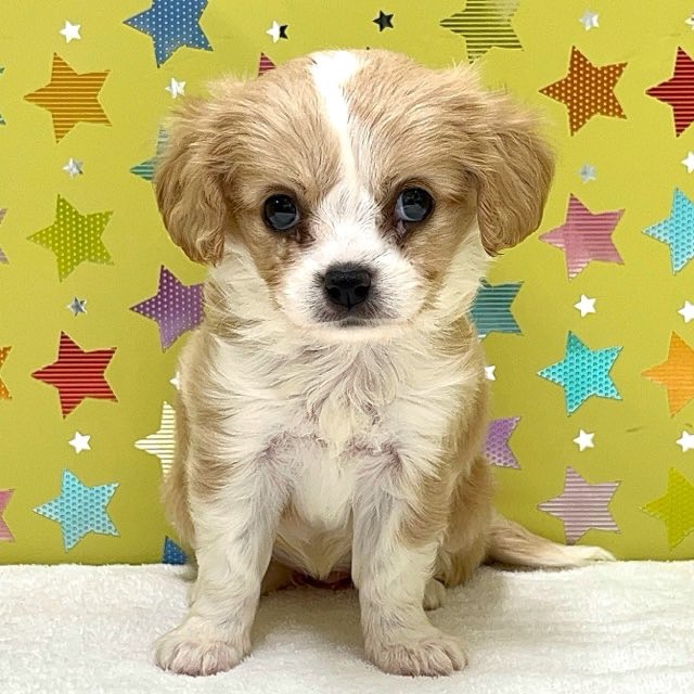 東京都のハーフ犬・ミックス犬 (かねだい足立店/2025年4月18日生まれ/女の子/クリームホワイト)の子犬