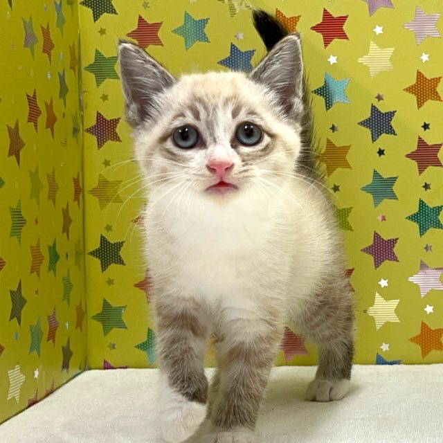 東京都のハーフ猫・ミックス猫 (かねだい足立店/2025年4月20日生まれ/男の子/ブラウンタビーホワイト)の子猫