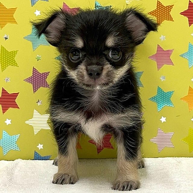 東京都のハーフ犬・ミックス犬 (かねだい足立店/2025年4月12日生まれ/女の子/ブラックタン)の子犬