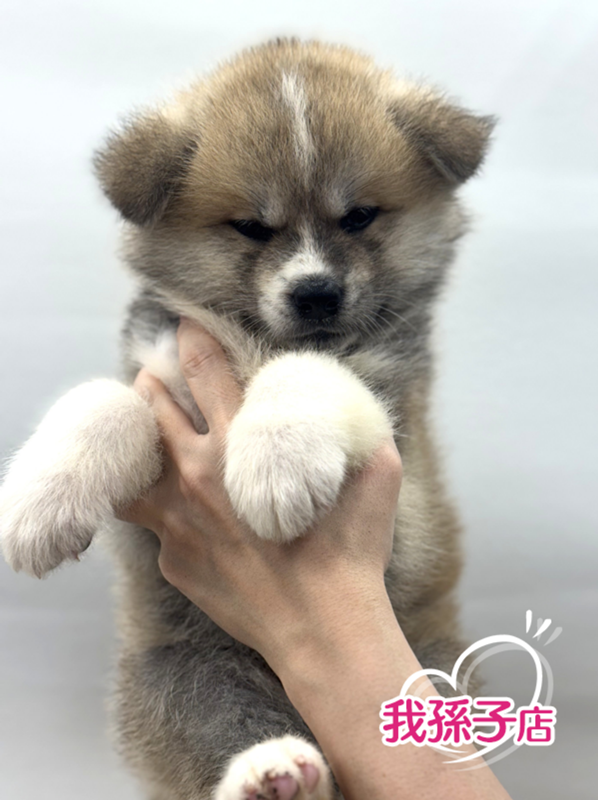 千葉県の秋田犬 (かねだい我孫子店/2025年3月29日生まれ/女の子/赤)の子犬