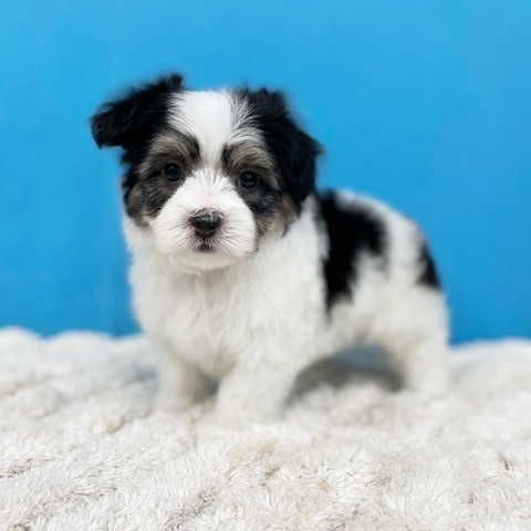 千葉県のハーフ犬・ミックス犬 (かねだい四街道店/2025年4月20日生まれ/男の子/その他色)の子犬