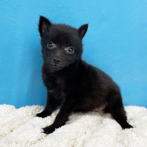 千葉県のハーフ犬・ミックス犬 (かねだい四街道店/2025年4月15日生まれ/女の子/ブラック)の子犬