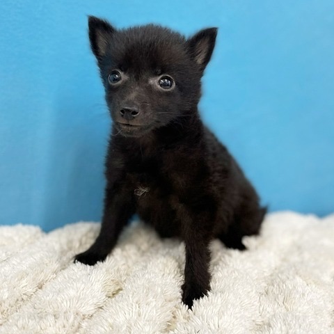 千葉県のハーフ犬・ミックス犬 (かねだい四街道店/2025年4月15日生まれ/女の子/ブラック)の子犬の3枚目の画像