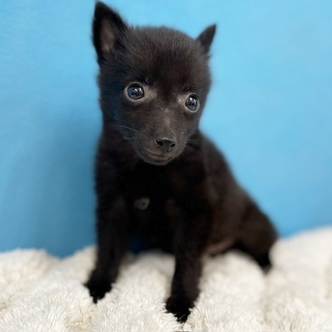 千葉県のハーフ犬・ミックス犬 (かねだい四街道店/2025年4月15日生まれ/女の子/ブラック)の子犬の4枚目の画像