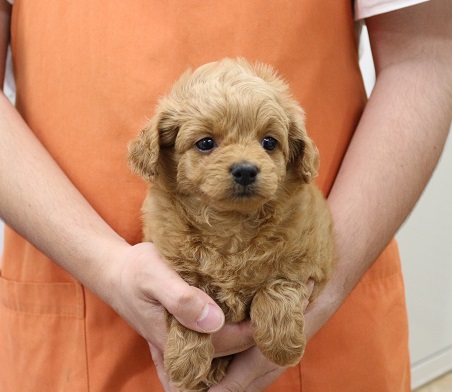 神奈川県のハーフ犬・ミックス犬 (かねだい伊勢原店/2025年4月12日生まれ/男の子/クリーム)の子犬