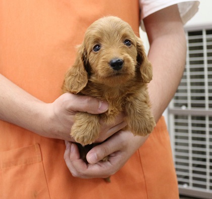 神奈川県のハーフ犬・ミックス犬 (かねだい伊勢原店/2025年4月20日生まれ/女の子/レッド)の子犬