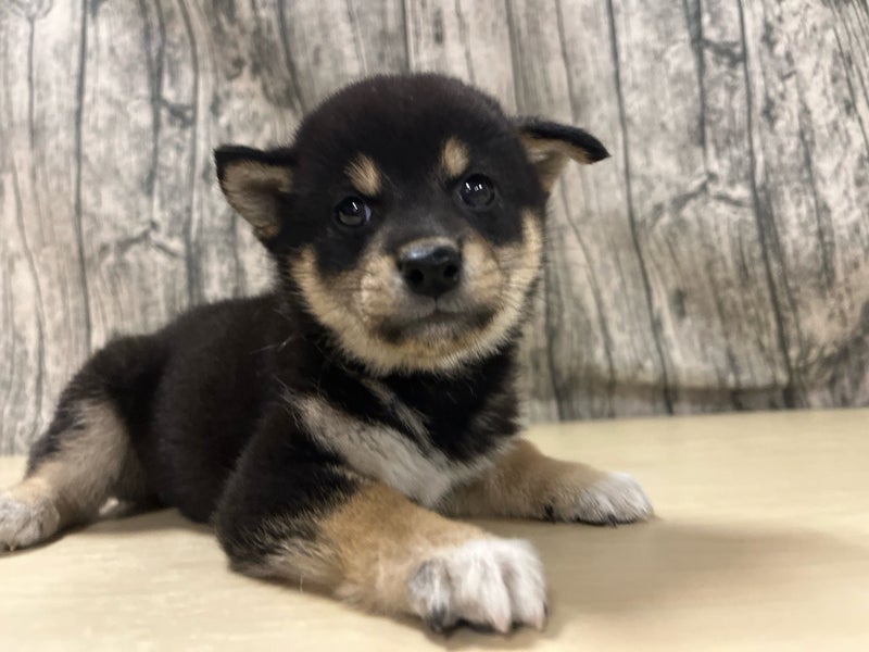 埼玉県の柴犬(標準サイズ) (かねだいアクアパーク店/2025年4月19日生まれ/男の子/黒)の子犬