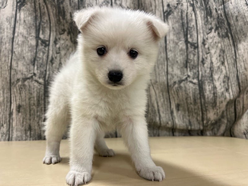 埼玉県の日本スピッツ (かねだいアクアパーク店/2025年4月19日生まれ/女の子/ホワイト)の子犬