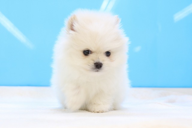 埼玉県のポメラニアン (かねだい草加店/2025年4月19日生まれ/男の子/クリーム)の子犬