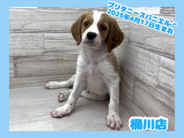埼玉県のブリタニースパニエル (かねだい桶川店/2025年4月17日生まれ/男の子/ホワイトオレンジ)の子犬