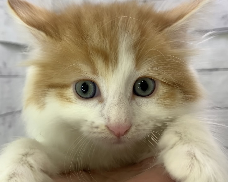 千葉県のメインクーン (かねだい千葉店/2025年4月17日生まれ/男の子/レッドタビーホワイト)の子猫