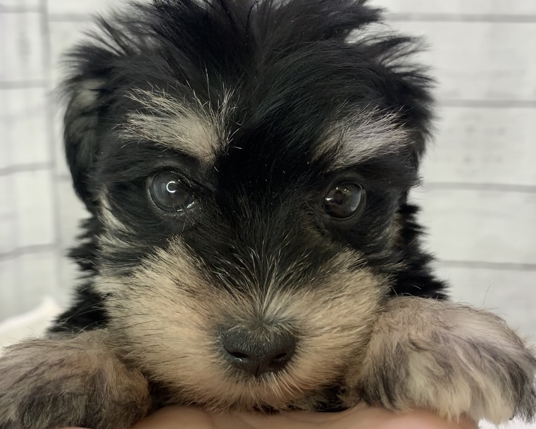 千葉県のハーフ犬・ミックス犬 (かねだい千葉店/2025年4月19日生まれ/女の子/ブラックシルバー)の子犬