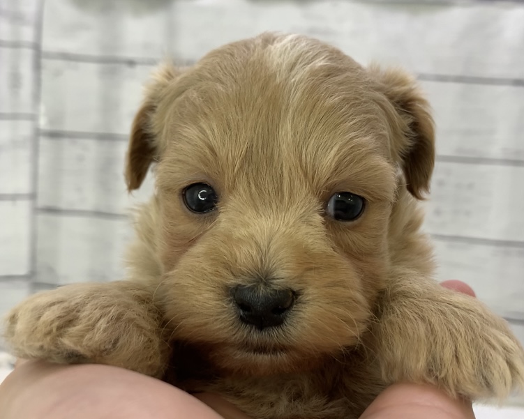 千葉県のハーフ犬・ミックス犬 (かねだい千葉店/2025年4月18日生まれ/男の子/アプリコット)の子犬