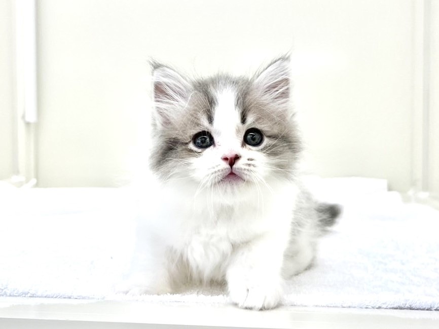 東京都のサイベリアン (かねだい本町田店/2025年4月14日生まれ/男の子/ブルータビーホワイト)の子猫