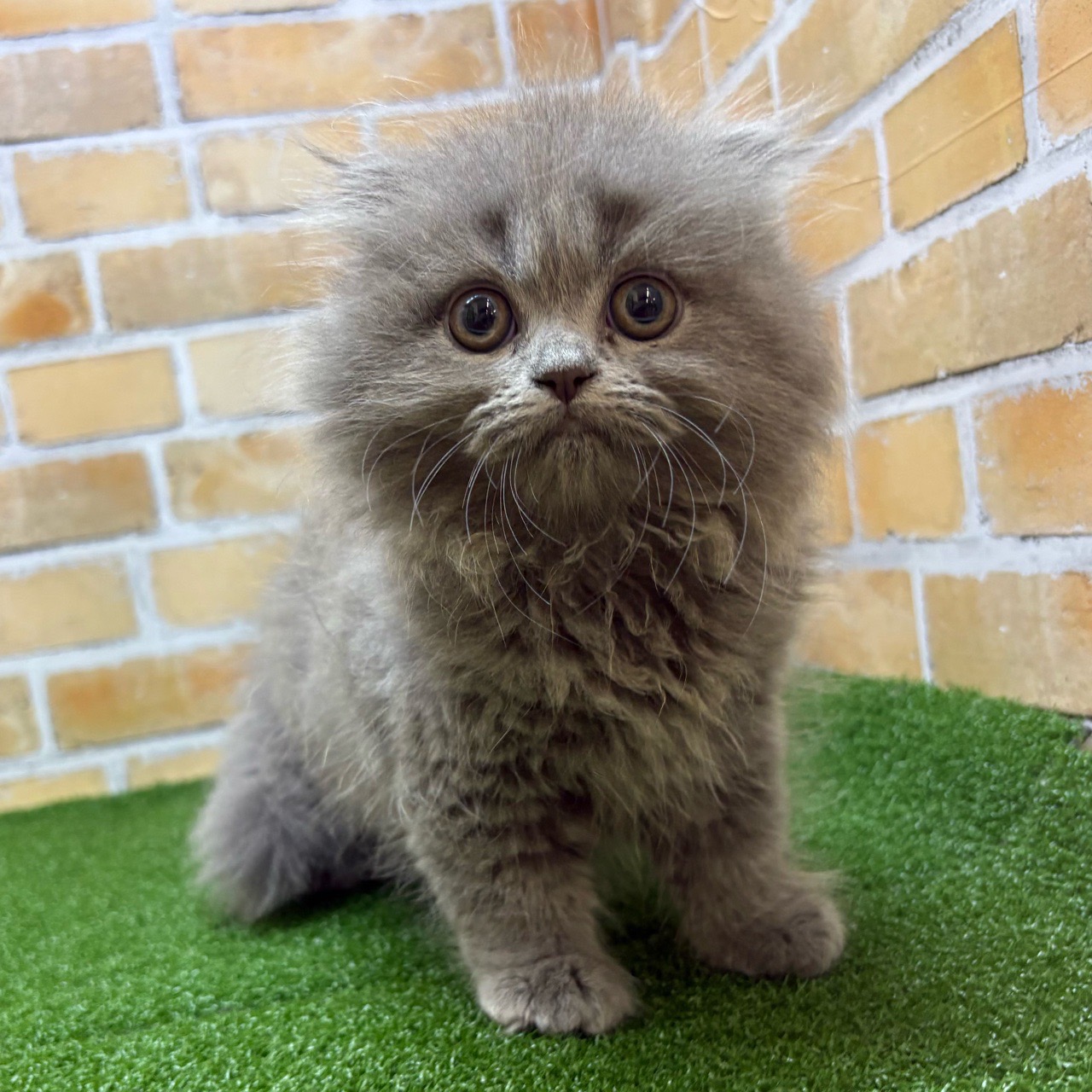 神奈川県のフォールデックス (かねだい横浜店/2025年4月19日生まれ/女の子/ブルー)の子猫