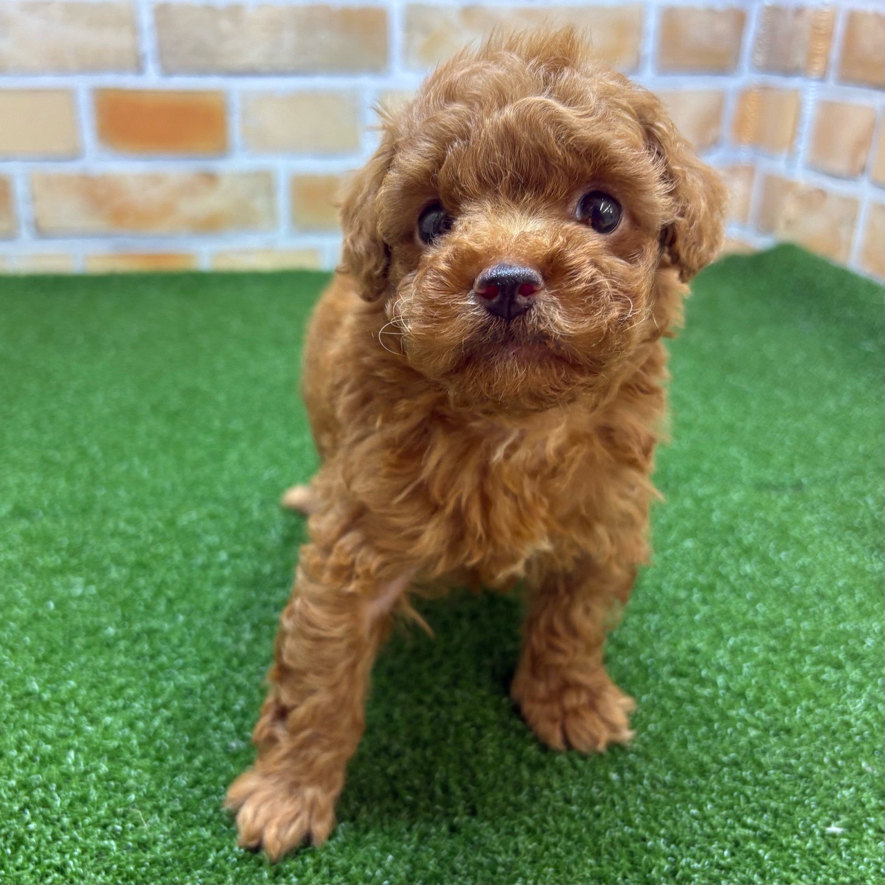 神奈川県のトイプードル(トイ) (かねだい横浜店/2025年4月19日生まれ/女の子/レッド)の子犬