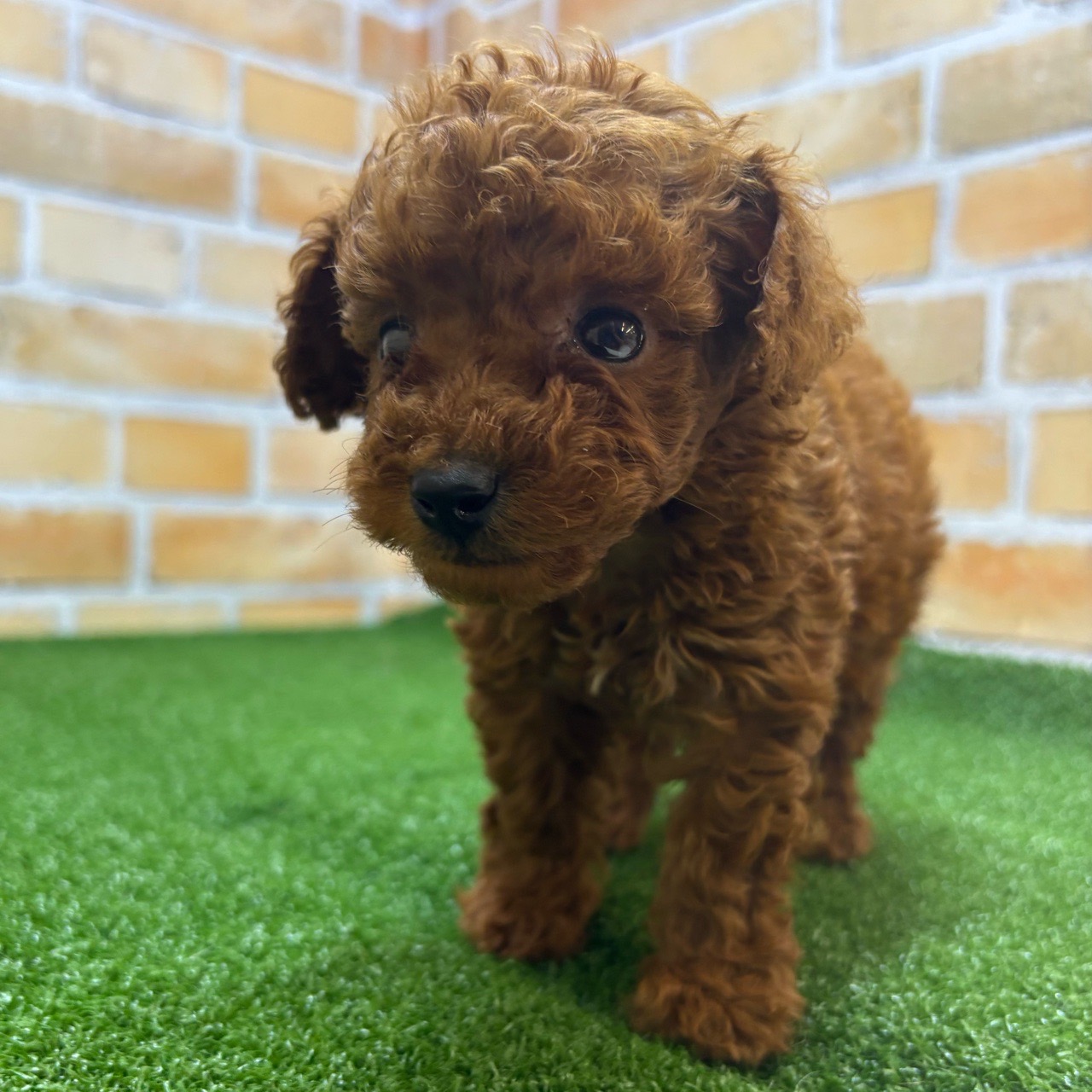 神奈川県のトイプードル(トイ) (かねだい横浜店/2025年4月19日生まれ/男の子/レッド)の子犬