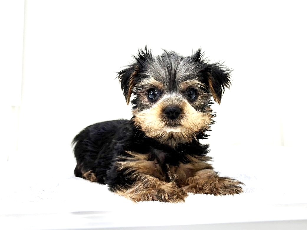 東京都のヨークシャーテリア (かねだい本町田店/2025年4月14日生まれ/男の子/スチールブルータン)の子犬