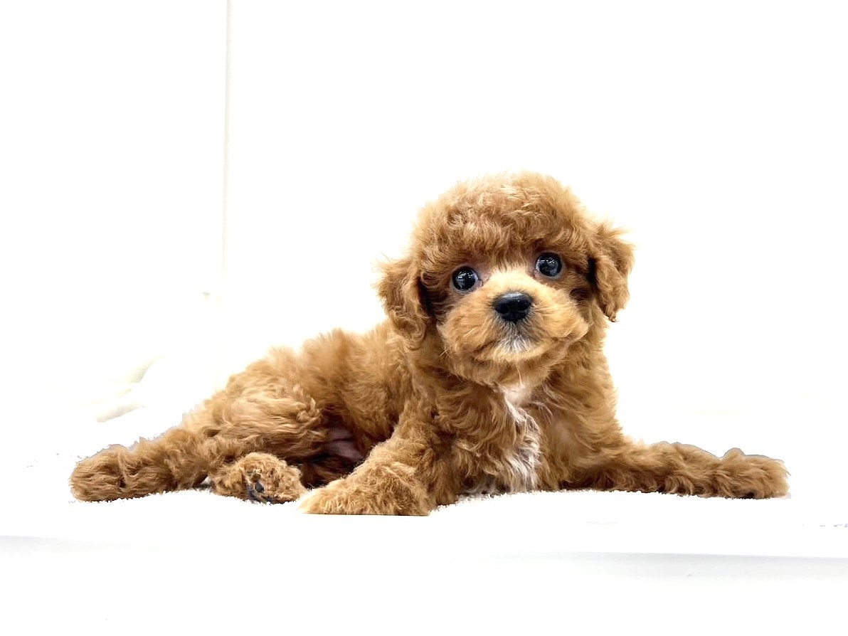 東京都のトイプードル(トイ) (かねだい本町田店/2025年4月20日生まれ/男の子/レッド)の子犬