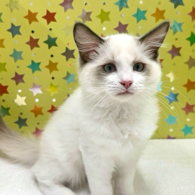 東京都のラグドール (かねだい足立店/2025年3月1日生まれ/男の子/シールポイントバイカラー)の子猫