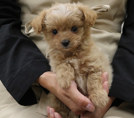 神奈川県のハーフ犬・ミックス犬 (かねだい伊勢原店/2025年4月19日生まれ/女の子/アプリコット)の子犬