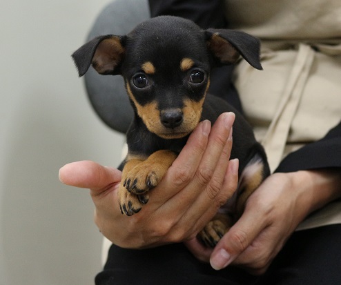 神奈川県のハーフ犬・ミックス犬 (かねだい伊勢原店/2025年4月19日生まれ/女の子/ブラックタン)の子犬
