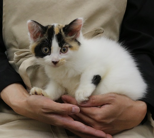 神奈川県のターキッシュバン (かねだい伊勢原店/2025年4月17日生まれ/女の子/キャリコ)の子猫