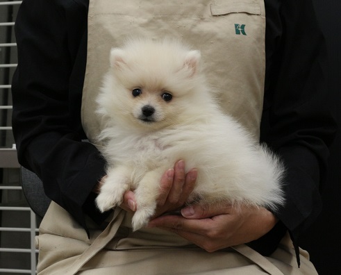 神奈川県のポメラニアン (かねだい伊勢原店/2025年4月19日生まれ/男の子/ホワイト)の子犬