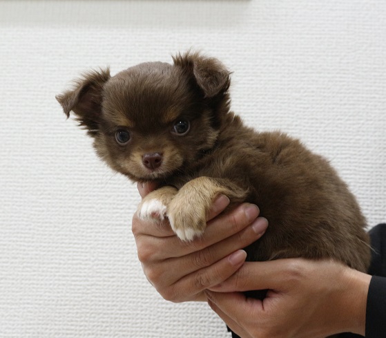 神奈川県のハーフ犬・ミックス犬 (かねだい伊勢原店/2025年4月20日生まれ/男の子/チョコレートタンホワイト)の子犬