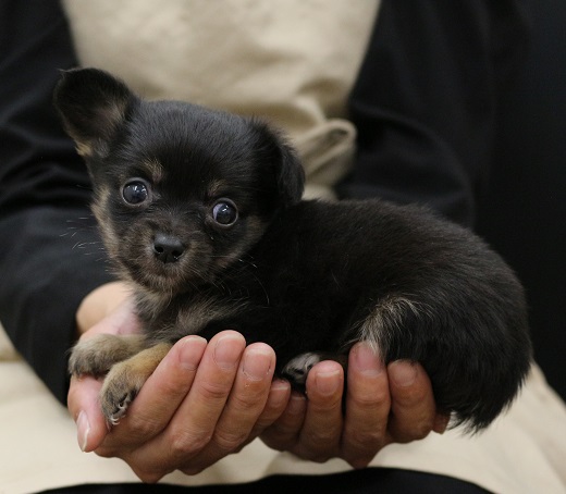 神奈川県のハーフ犬・ミックス犬 (かねだい伊勢原店/2025年4月20日生まれ/男の子/ブラックタン)の子犬