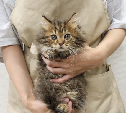 神奈川県のマンチカン (かねだい伊勢原店/2025年4月17日生まれ/女の子/ブラウンパッチドタビー)の子猫
