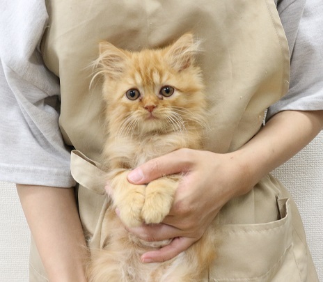 神奈川県のサイベリアン (かねだい伊勢原店/2025年4月19日生まれ/男の子/レッドタビー)の子猫