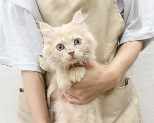 神奈川県のサイベリアン (かねだい伊勢原店/2025年3月30日生まれ/男の子/クリームタビー)の子猫