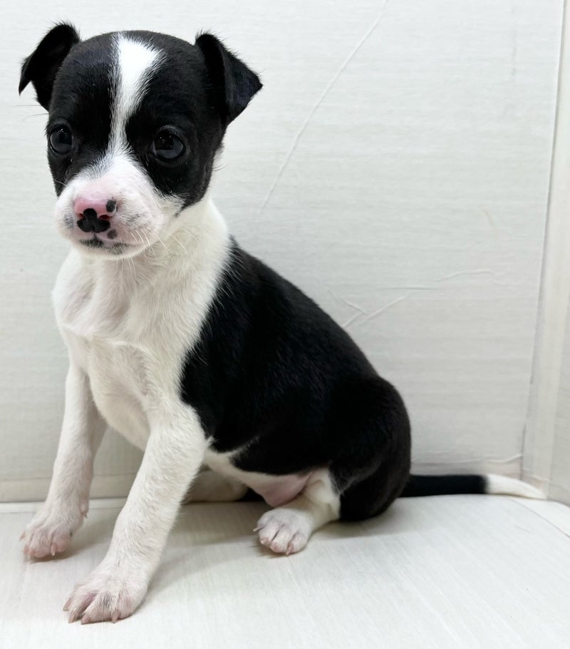 千葉県のハーフ犬・ミックス犬 (かねだい八千代店/2025年4月19日生まれ/女の子/その他色)の子犬