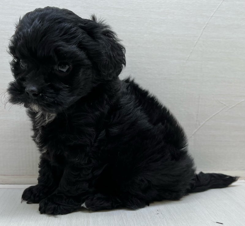 千葉県のハーフ犬・ミックス犬 (かねだい八千代店/2025年4月8日生まれ/女の子/ブラック)の子犬