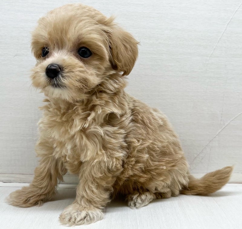 千葉県のハーフ犬・ミックス犬 (かねだい八千代店/2025年4月19日生まれ/女の子/その他色)の子犬