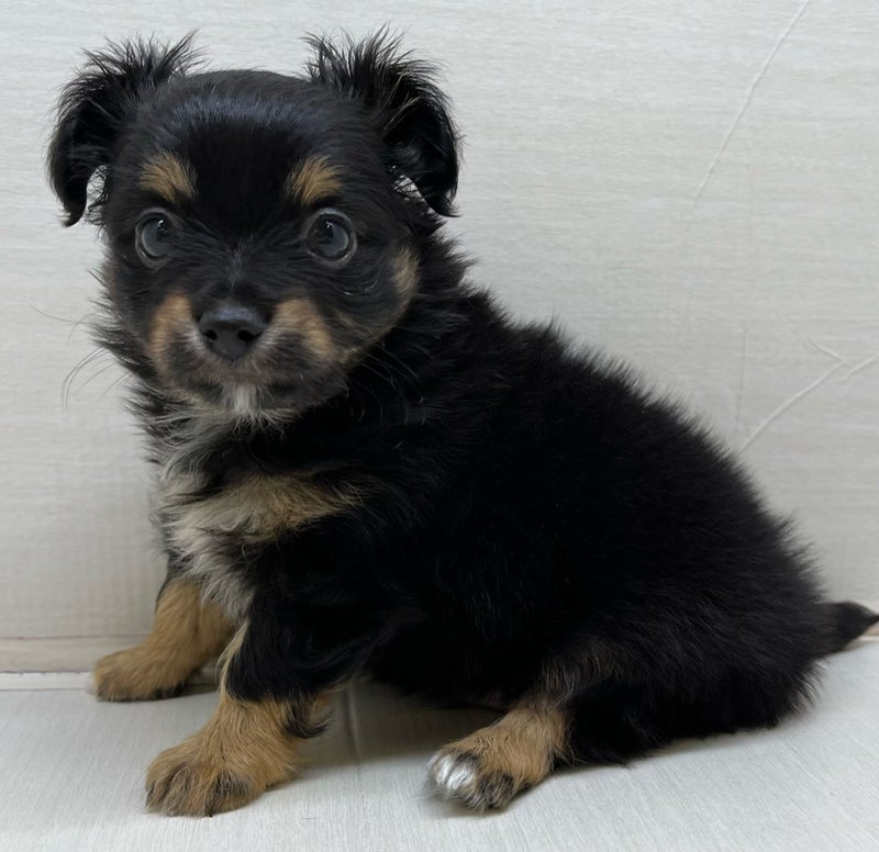 千葉県のハーフ犬・ミックス犬 (かねだい八千代店/2025年4月19日生まれ/男の子/その他色)の子犬