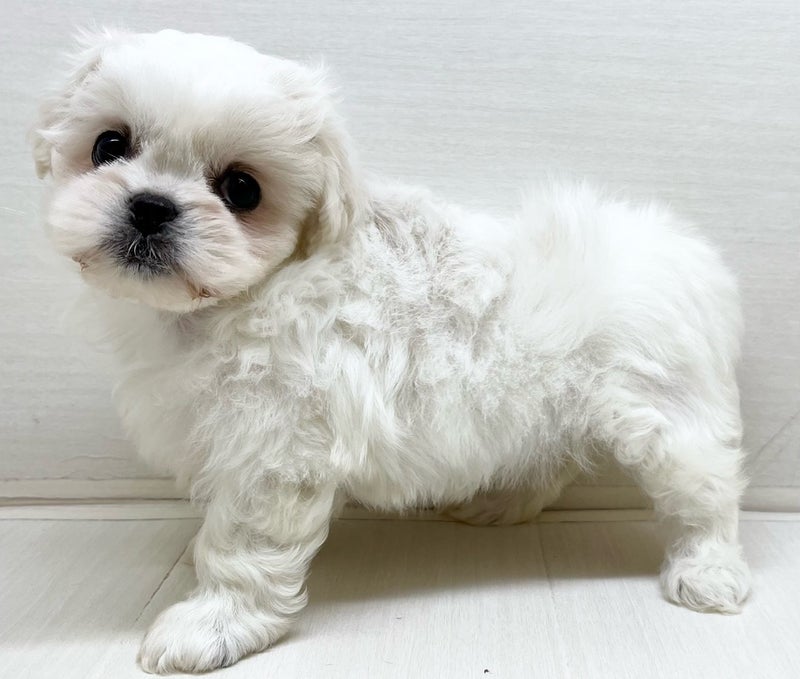 千葉県のハーフ犬・ミックス犬 (かねだい八千代店/2025年4月16日生まれ/女の子/クリーム)の子犬
