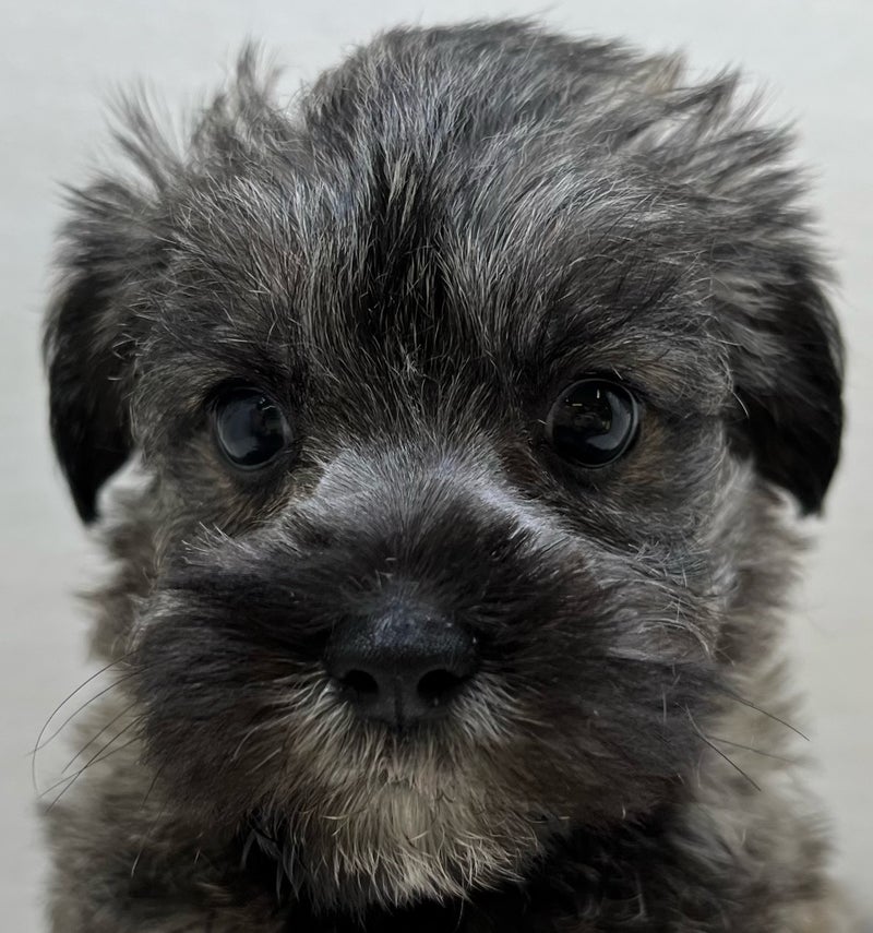 千葉県のハーフ犬・ミックス犬 (かねだい八千代店/2025年4月16日生まれ/女の子/フォーン)の子犬の2枚目の画像