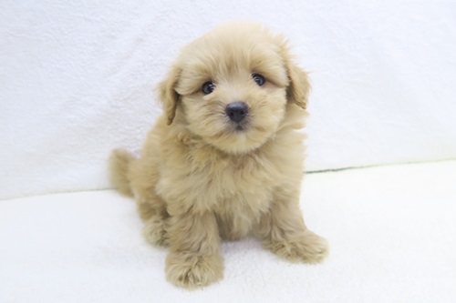神奈川県のハーフ犬・ミックス犬 (かねだい海老名店/2025年4月20日生まれ/女の子/オレンジ)の子犬