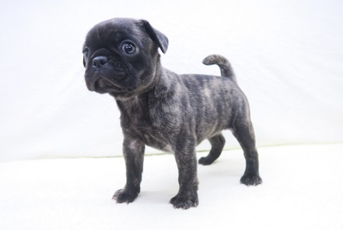 神奈川県のハーフ犬・ミックス犬 (かねだい海老名店/2025年4月16日生まれ/女の子/ブリンドル)の子犬